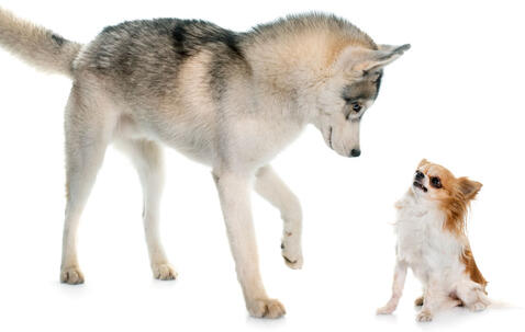 Un husky fait face à un chihuahua © cynoclub / iStock.com by Getty Images