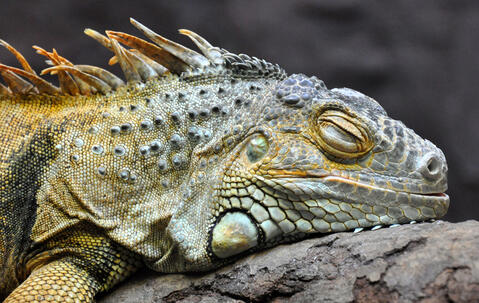 Un iguane assoupi 