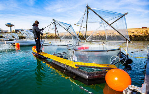 Un chercheur effectue des prélèvements à Helgoland (Allemagne) dans le cadre d'une étude sur l'effet d'une augmentation de l'alcalinité océanique sur le plancton de la mer du Nord.