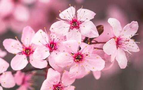 fleurs de cerisier © Brett Sayles / Pexels.com