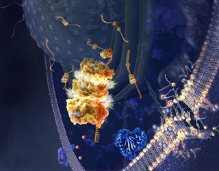 Illustration de la ferroptose © Nicolle R. Fuller / Science Photo Library