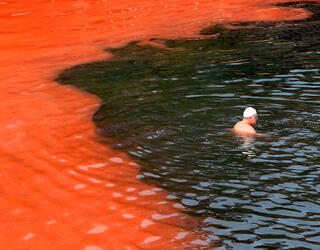 Un nageur arrêté par un bloom d’algues rouges (plage de Covelly, à Sydney, Australie) © William West / AFP