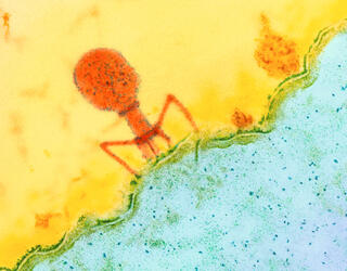 bactériophage © University of Basel / Biozentrum / SPL