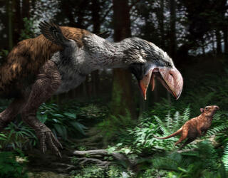 Gastornis gigantea  © Jaime Chirinos / SPL