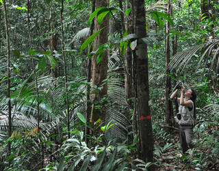 Nouragues © Claude Delhaye / CNRS Images