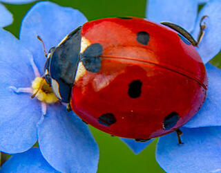 Une coccinelle 7 points sur des fleurs de myosotis