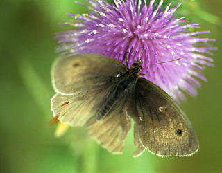 Papillon Myrtil, "Maniola jurtina"
