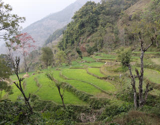 Cultures en terrasses à Aslewa, dans les basses montagnes de l'ouest du Népal