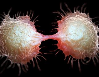 Cellule de cancer du côlon en train de se diviser en deux