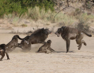 conflit entre deux mâles de babouins chacma © Élise Huchard / CEFE / CNRS Images 