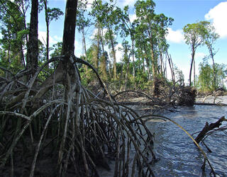 mangrove en Guyane © François Fromard / ECOLAB / CNRS Images