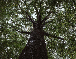 Un chêne de la forêt domaniale de Barbeau (Seine-et-Marne) © Cyril Frésillon / ESE / ICOS / CNRS Images 