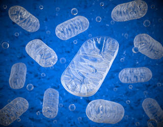 Illustration mitochondries