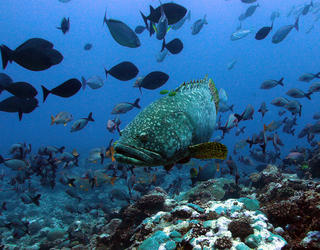 Mérou géant (Epinephelus lanceolatus)