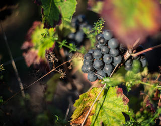 grappe de raison rouge sur pied de vigne