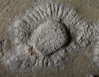 Macrofossile