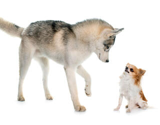 Un husky fait face à un chihuahua © cynoclub / iStock.com by Getty Images