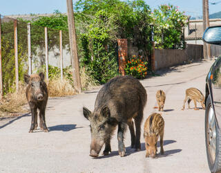 Des sangliers en ville, près d'une voiture