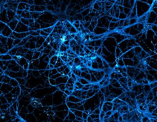 © Sébastien MARAIS/Daniel CHOQUET/Bordeaux Imaging Center/CNRS Photothèque 