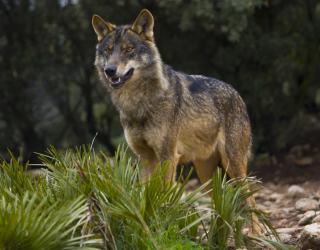 Loup ibérique (Canis lupus signatus)