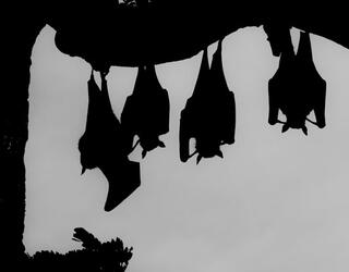 Silhouettes en noir et blanc de chauve-souris suspendues sur un arbre