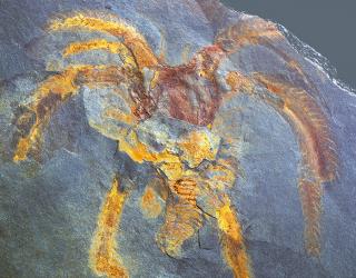 Faune de l’Ordovicien, massif des Fezouata, au Maroc.