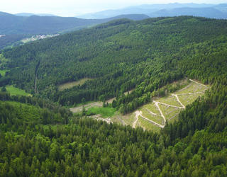 vue aérienne de forêt