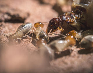 Reine termite entourée par des soldats
