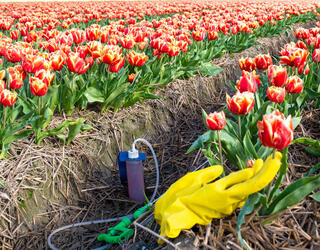 champ de tulipes traité, Pays-Bas © Fokke Baarssen / shutterstock.com