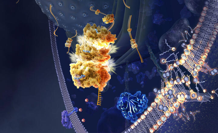 Illustration de la ferroptose © Nicolle R. Fuller / Science Photo Library