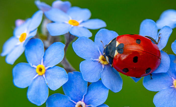 Une coccinelle 7 points sur des fleurs de myosotis