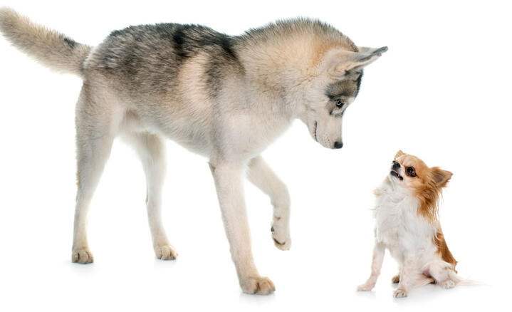 Un husky fait face à un chihuahua © cynoclub / iStock.com by Getty Images