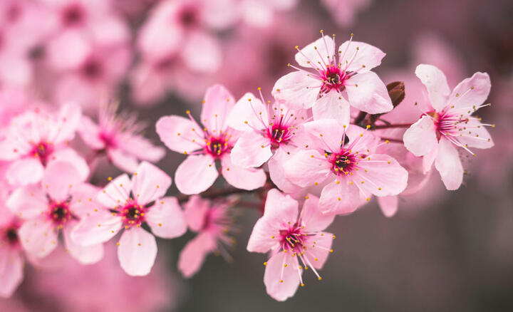 fleurs de cerisier © Brett Sayles / Pexels.com