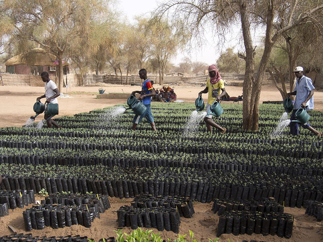 Grande muraille verte, Sahel