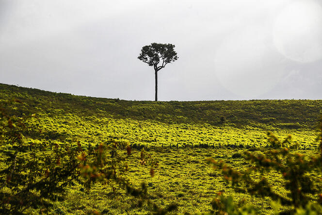 ©Nelson ALMEIDA / AFP