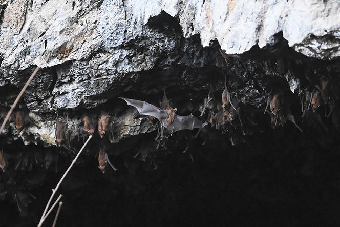 Groupe de chauves-souris dans une grotte en Birmanie.