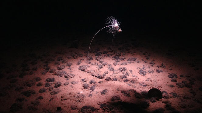 ©Handout / National Oceanography Centre / Smartex project (NERC) / AFP