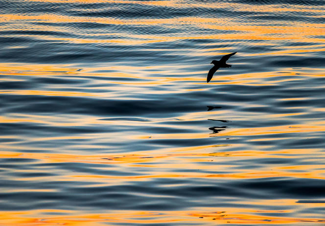 ©Raphael Sane / Biosphoto/AFP