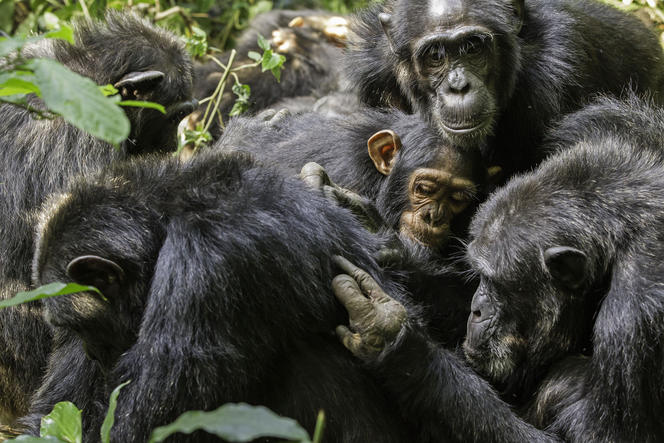 Chimpanzés en séances d'épouillage.