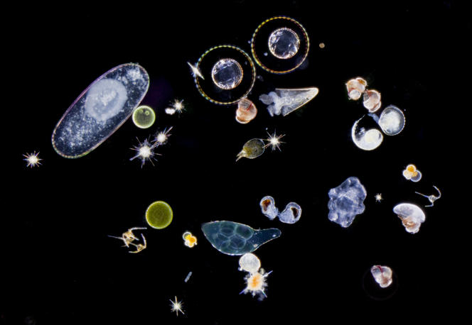 Protistes et larves planctoniques, Expédition Tara