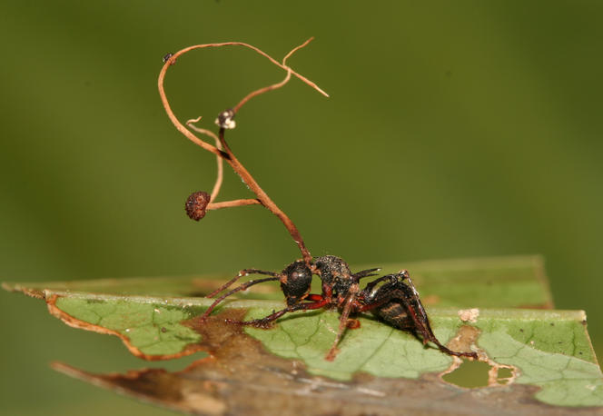 Fourmi parasitée par un champignon