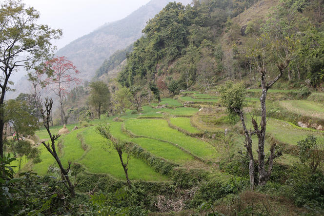 Cultures en terrasses à Aslewa, dans les basses montagnes de l'ouest du Népal