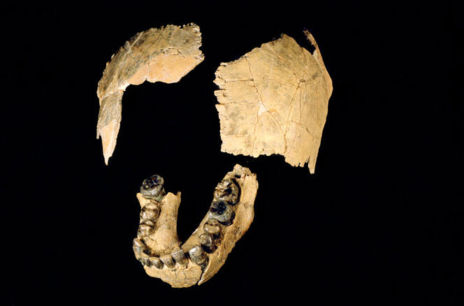 Crâne et mandibule d’un Homo habilis sur fond noir.