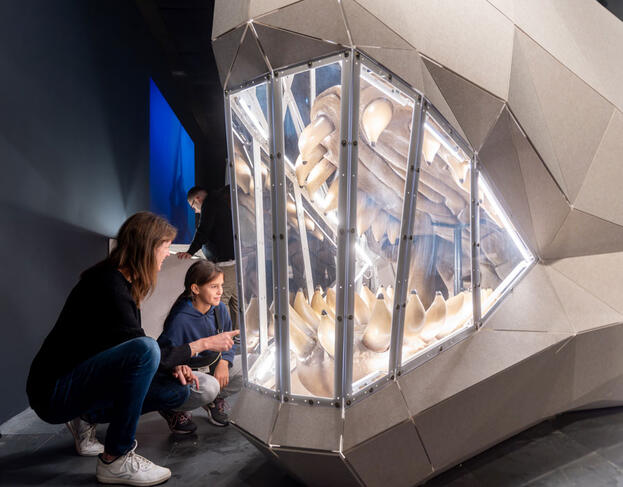 Exposition « Géants », au Muséum de Toulouse © Patrice Nin / Muséum de Toulouse