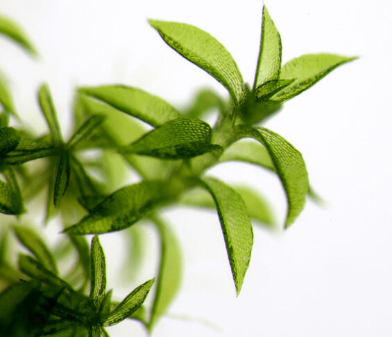 La mousse Physcomitrium patens © Hugues Renault / IBMP / CNRS