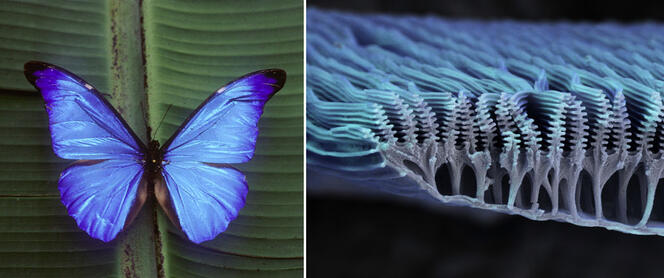 Un papillon morpho et le détail des détails au MEB (fausses couleurs)