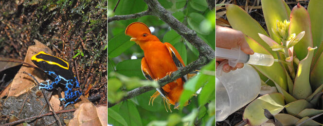 Photos © Claude Delhaye / CNRS Images