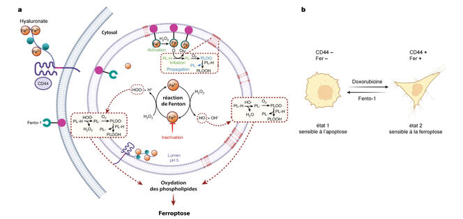 ©Cañeque, T., Baron, L., Müller, S. et al., Activation of lysosomal iron triggers ferroptosis in cancer. Nature 2025 (CC BY-NC-ND) figure 4 in Cañeque, T., Baron, L., Müller, S. et al., Activation of lysosomal iron triggers ferroptosis in cancer. Nature 2025 (CC BY-NC-ND)