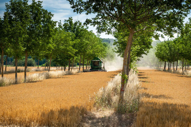 Moissonneuse-batteuse dans une parcelle d'expérimentation en agroforesterie : culture d’orge et noyers. 