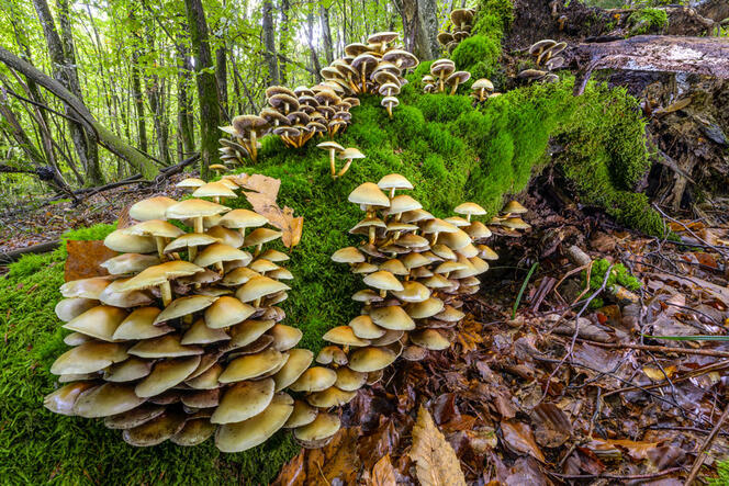 sous-bois © Jean-Philippe Delobelle / Biosphoto